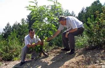 Kestane Aşısı Kullanımı ve Faydaları Nelerdir?