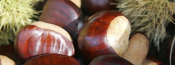 Kestane Çeşitleri Nelerdir?