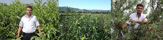 Aşılı Kestane Fidanı Türleri ve Özellikleri