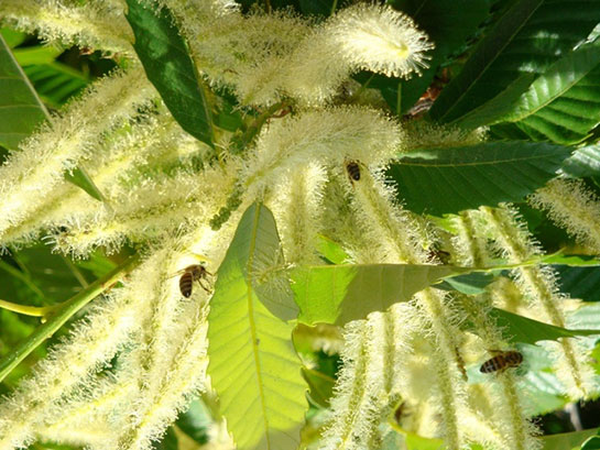 Kestane Çiçeği Türleri ve Özellikleri