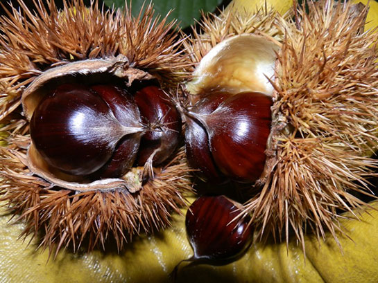 Kestane Dikeni Türleri ve Özellikleri